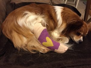 A tan and white dog laying down with a purple cast on his foot