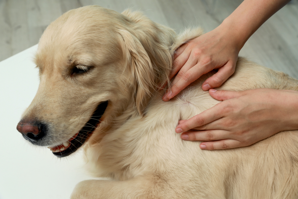 Why Year Round Flea & Tick Control is Important